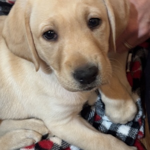 Fundraising Page: Jeff Kinney